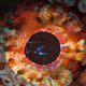 Illustration for article titled The eyes of animals look a lot like alien worlds